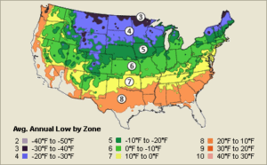 american plum growing zone 3-8