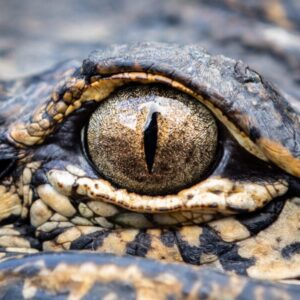 Understanding The American Alligator | The GameKeepers of Mossy Oak (2021 season)