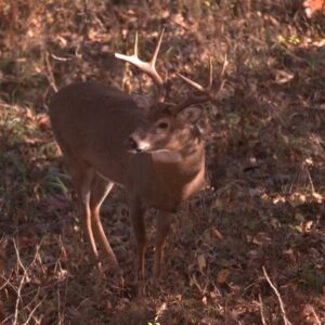 Food Plot Trees For Deer