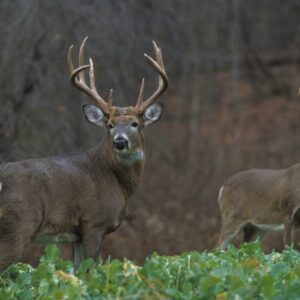 You Want Large Antlers? A Regional Debate | The GameKeepers of Mossy Oak (2021 season)