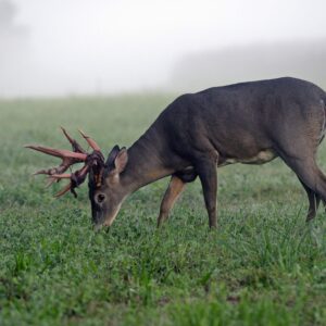 Aging Bucks On The Hoof