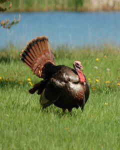 Todd-Amenrud-wild-turkey