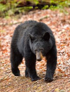 black-bear