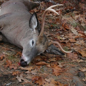 Bucks with a Spike on One Side