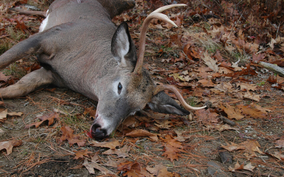 buck-with-a-spike-on-one-side