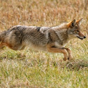 Species Profile: Coyote