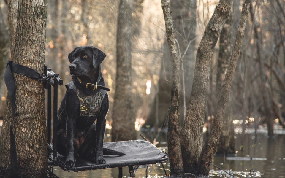 danger-to-dogs-in-the-field