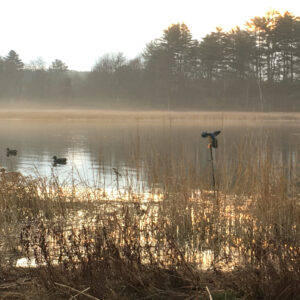 Fooling Decoy-Shy Ducks