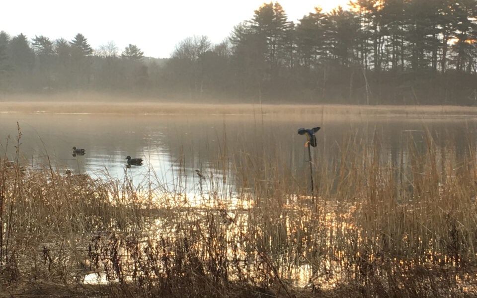 decoy-shy-ducks