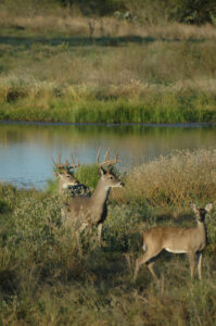 doe-with-bucks