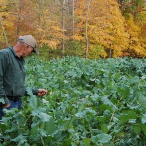 Fall Food Plot Options