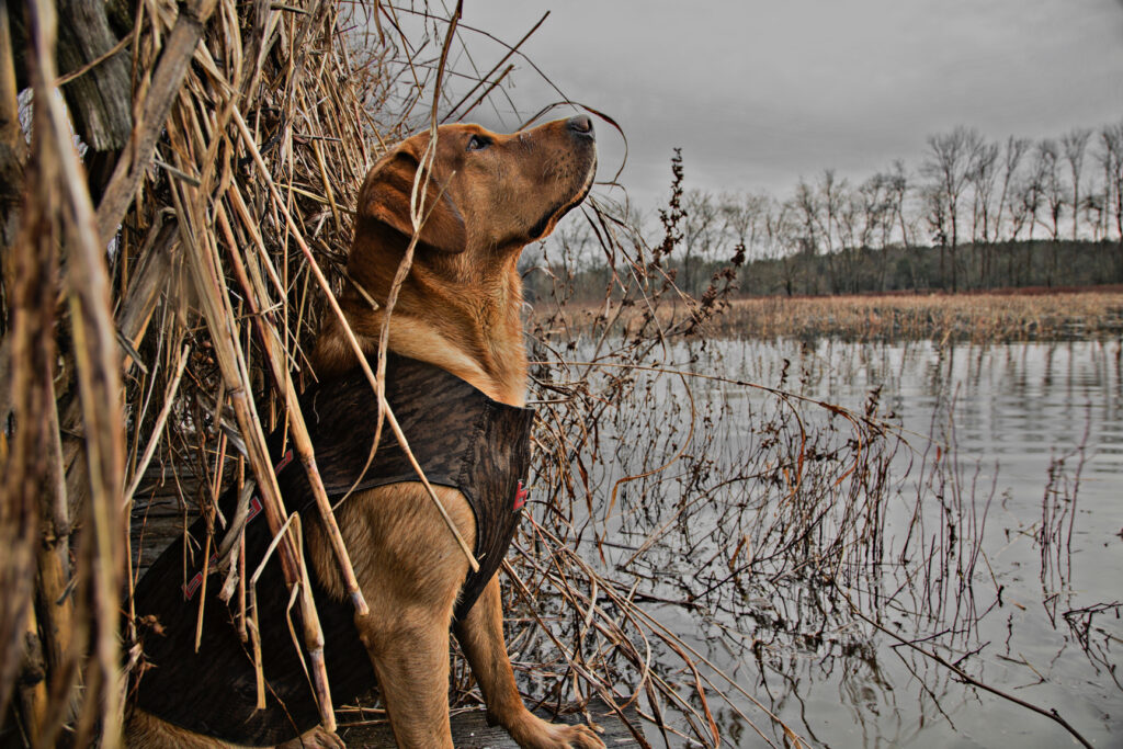 hunting-dog