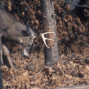 Understanding Whitetail Rubs