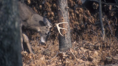 the-science-of-whitetail-rubs