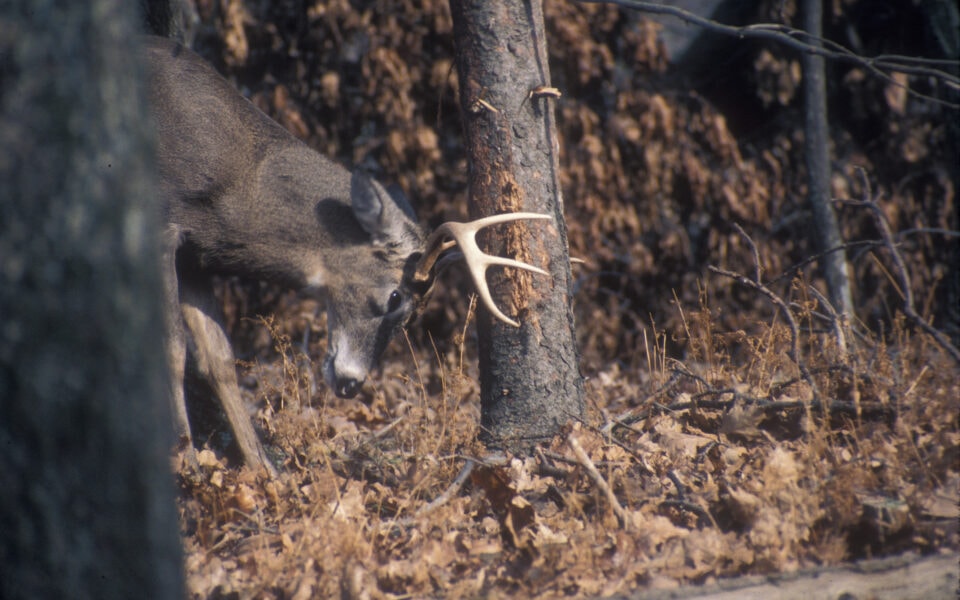 the-science-of-whitetail-rubs