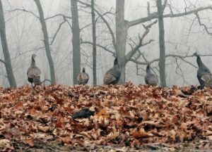 turkey-in-trees