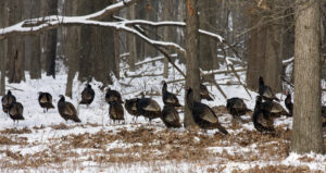 turkeys-in-winter