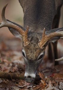 whitetail-deer-eating-mast