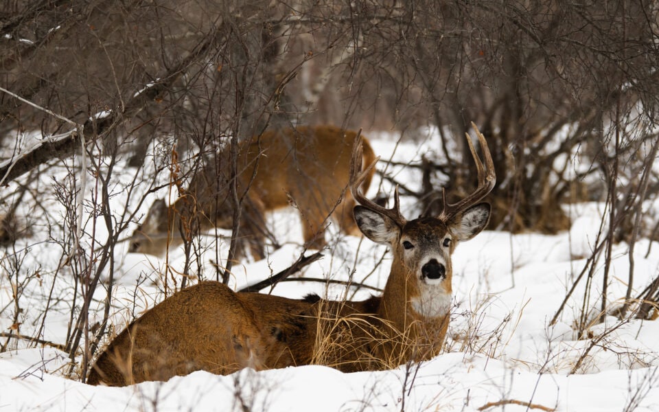 wildlife's-winter-survival-guide