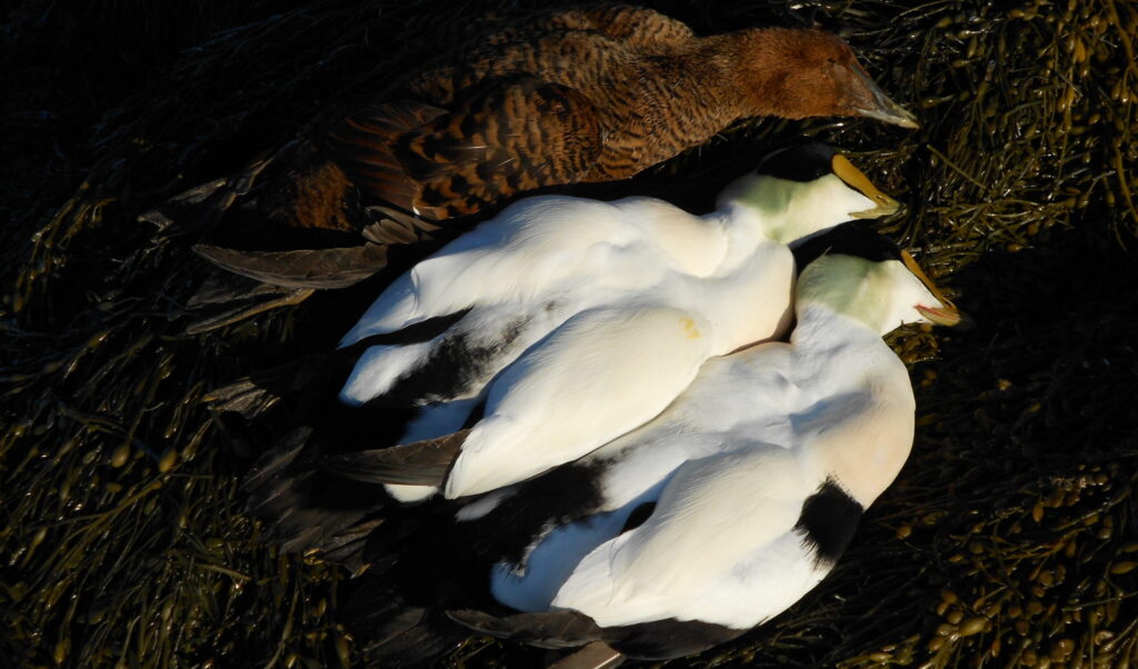 Common Eiders