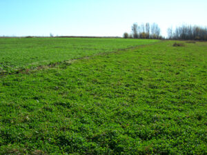 Clover food plot