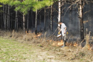 prescribed burning