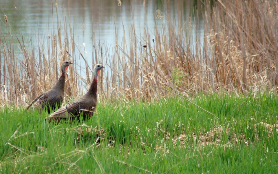 Management-Tasks-That-Positively-Impact-Wild-Turkey-Populations