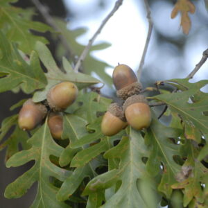 White Oak (Quercus alba)