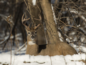 buck-in-snow