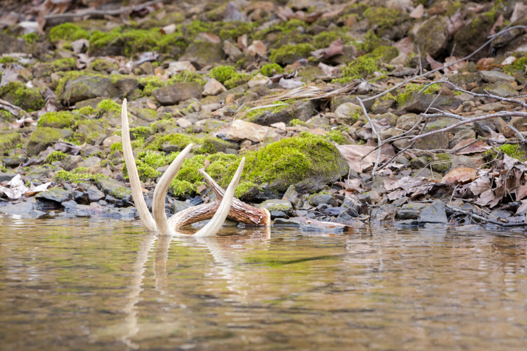 deer-shed-in-water