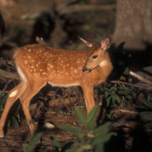 Improving a Fawn’s Survival Chances