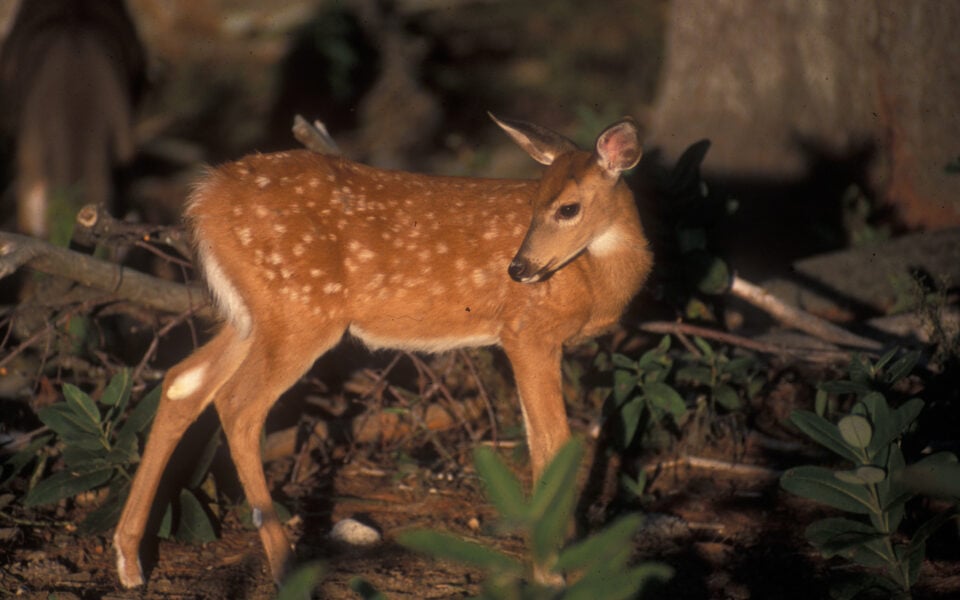 fawn survival