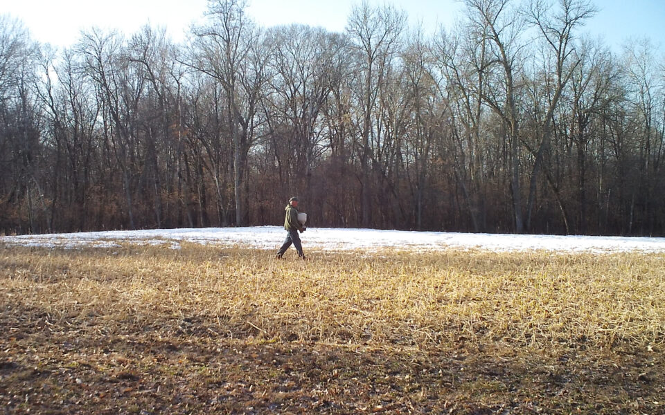 frost-seeding-clover