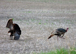 turkey-in-field