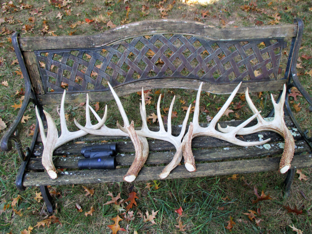 two-sets-of-antler-sheds