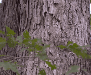 white oak bark