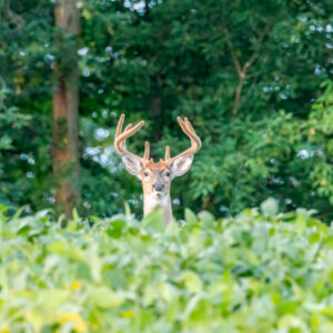 Planting Soybeans for Deer