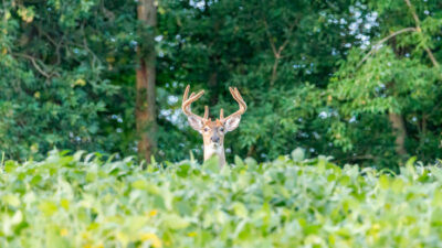 Deer in beans