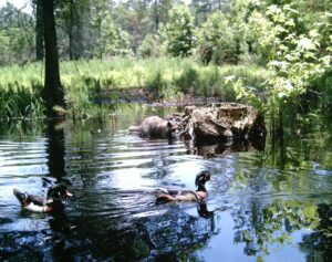 wood ducks