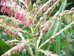 bees on corn