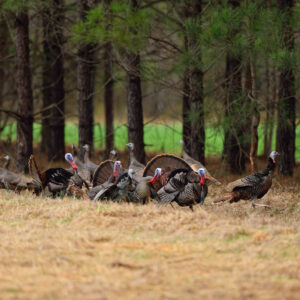 Wild Turkeys Winter to Spring Transition