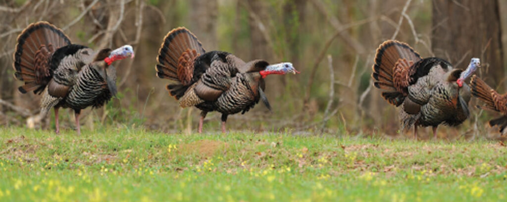 turkeys gobbling 