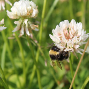 Planting for Pollinators