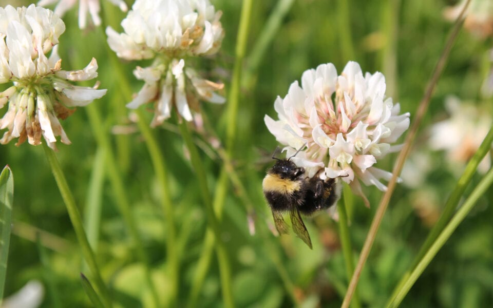 clover-for-pollinators