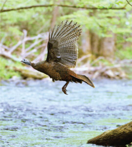 turkey flying