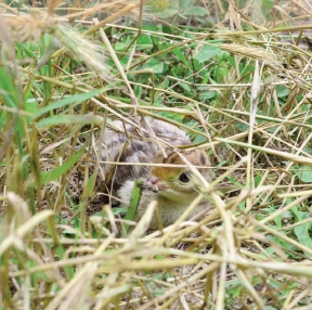 turkey-poults