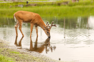 velvet-buck-at-water