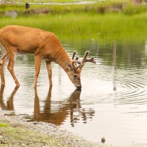 Creating Water Sources for Wildlife