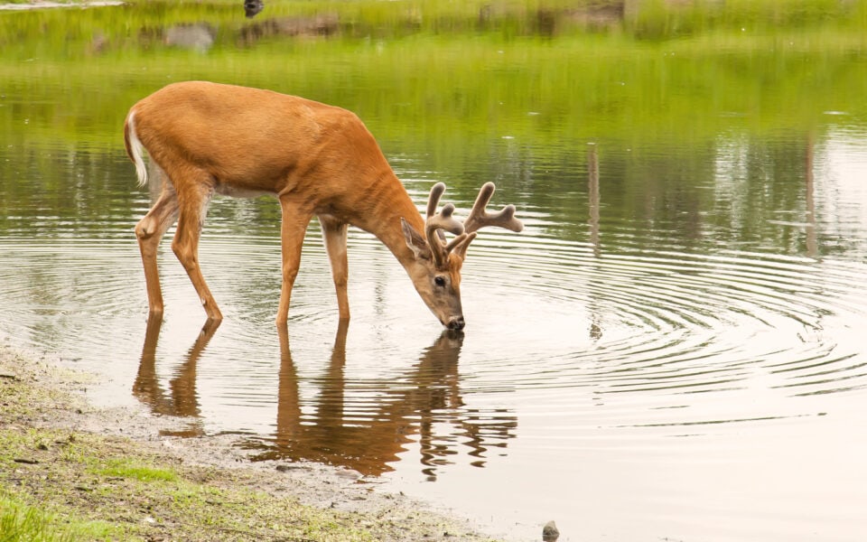 velvet-buck-at-water