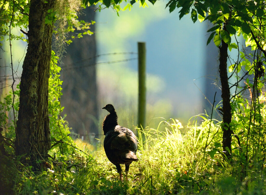 Wild Turkeys Winter to Spring Transition